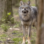 Presencia coyote en Central Park alarma visitantes, entre ellos dominicanos