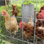 CDC alerta por casos gripe aviar en Manhattan