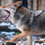 Coyote con rabia ataca a tres personas y seis perros en Westchester; en el lugar residen familias dominicanas