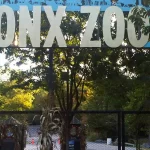 Empleado del zoológico de El Bronx es atacado por un cocodrilo al resbalar limpiando
