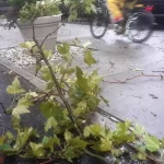Científico murió golpeado por árbol en parque en Queens, Nueva York