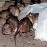 Ratas en NY mutaron genéticamente y son más resistentes a métodos de exterminio, revela estudio