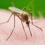 Este año se reporta en NYC primer caso del virus del Nilo Occidental