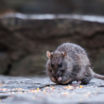 Nueva York endurece la lucha contra las ratas con nuevas reglas de inspección y multas de hasta $2,000 dólares