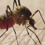 NYC registra en 2026 más casos que en todo 2025 del Virus Nilo Occidental
